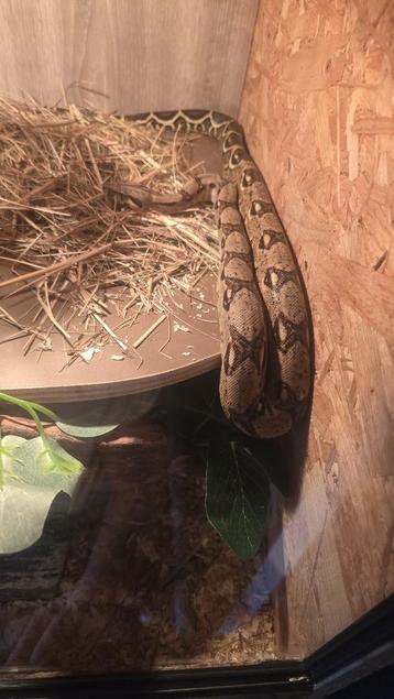 Boa slang met terrarium  beschikbaar voor biedingen