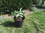Bananenplant, Tuin en Terras, Planten | Tuinplanten, Ophalen, Overige soorten, Volle zon