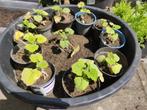 Moestuin planten (tomaat, aubergine & fles pompoen), Volle zon, Groenteplanten, Eenjarig, Ophalen of Verzenden