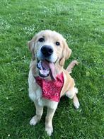 Golden Retriever dekreu zonder stamboom, Dieren en Toebehoren, Rabiës (hondsdolheid), Reu, 1 tot 2 jaar, Eén hond