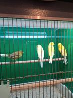 Yorkshire kanaries, Meerdere dieren