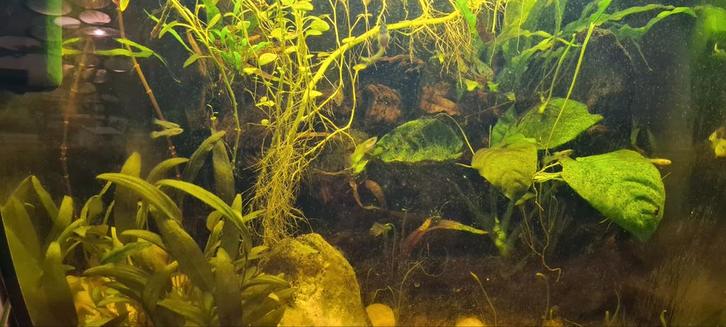 +/- 10 guppen, vrouwtjes en jongen, Dieren en Toebehoren, Vissen | Aquariumvissen, Vis