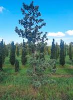 Pinus parviflora Glauca bonsai vorm vertakt, Ophalen of Verzenden