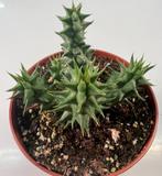 Huernia Macrocarpa, Huis en Inrichting, Kamerplanten, Minder dan 100 cm, Ophalen of Verzenden, Vetplant