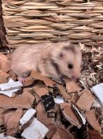 Jonge goudhamsters/Syrische hamsters vrouw, Dieren en Toebehoren, Knaagdieren, Hamster, December, Vrouwelijk, Tam