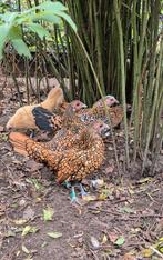 1-3 Sebright Goud, Dieren en Toebehoren, Pluimvee, Meerdere dieren, Kip