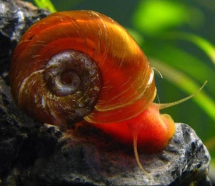 Rode Ramshoorn/Posthoorn Slakken Aquarium/Vijver, Dieren en Toebehoren, Vissen | Aquariumvissen, Zoetwatervis, Slak of Weekdier