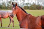 Jaarling en 2j Vitalis hengst uit bewezen sportstam, Dieren en Toebehoren, Paarden, Hengst, Dressuurpaard, 0 tot 2 jaar