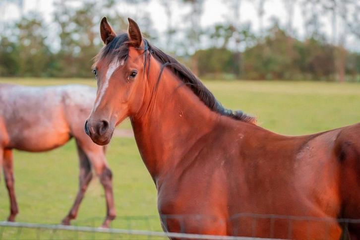 Jaarling en 2j Vitalis hengst uit bewezen sportstam, Dieren en Toebehoren, Paarden, Hengst, 0 tot 2 jaar, Dressuurpaard