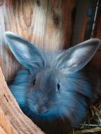 Grijs konijntje leeuwenkop, Dieren en Toebehoren, Vrouwelijk, Middelgroot, 0 tot 2 jaar