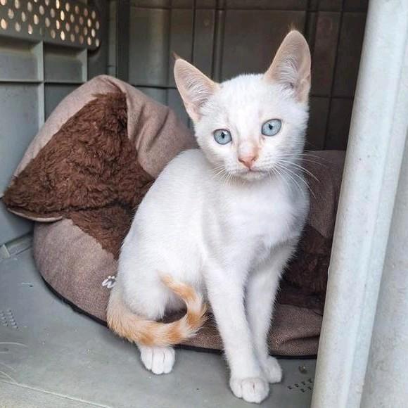 Red Point Siamees X kittens, Dieren en Toebehoren, Katten en Kittens | Overige Katten, Kortharig, Meerdere dieren, 0 tot 2 jaar