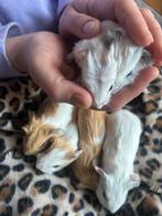 Baby cavia,s, Dieren en Toebehoren, Knaagdieren, Cavia, Geslacht onbekend, Januari, Tam