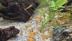 20 gele sakura garnalen  te koop, Dieren en Toebehoren, Pluimvee, Meerdere dieren, Eend