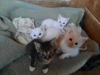 Prachtige boerderij kittens, Dieren en Toebehoren, Meerdere dieren, 0 tot 2 jaar