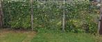 Klimop (Hedera hirbenica)te koop. 4 stuks, Tuin en Terras, Ophalen, Conifeer, 100 tot 250 cm