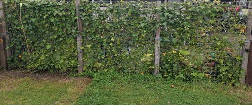 Klimop (Hedera hirbenica)te koop. 4 stuks, Tuin en Terras, Planten | Struiken en Hagen, Conifeer, 100 tot 250 cm, Ophalen