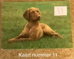 Ansichtkaart hond Vizsla draadhaar, Verzenden, Ongelopen, Hond of Kat