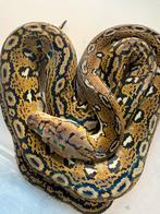 2024 Aztec 100% het. Mocha, Dieren en Toebehoren, Slang, 0 tot 2 jaar