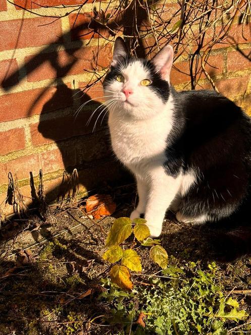 Kat zoekt nieuw thuis. Dringend! Op zoek naar nieuwe baasjes, Dieren en Toebehoren, Katten en Kittens | Raskatten | Langhaar, Kater