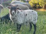 Skudde ram te koop, Dieren en Toebehoren, Schapen, Geiten en Varkens, Mannelijk, Schaap