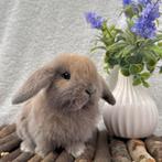 Binnenkort beschikbaar: lieve Minilop/NHD baby konijntjes, Meerdere dieren, Dwerg