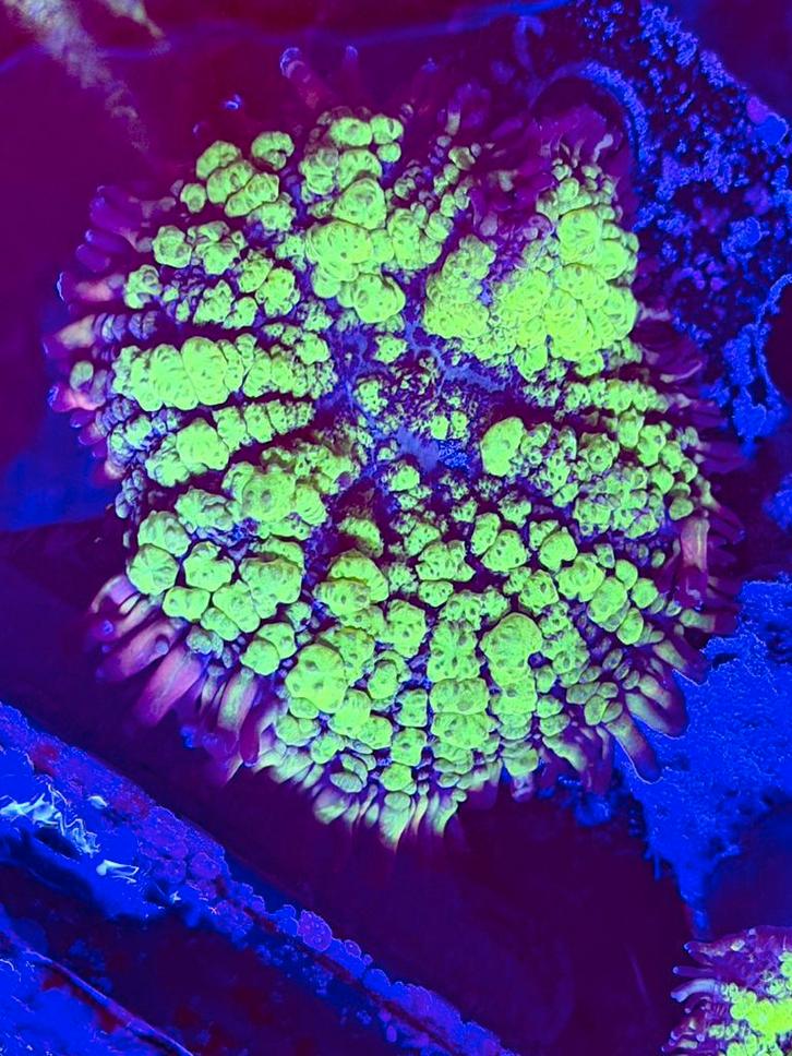 Felgekleurde koraal stekken uit eigen kweek, Dieren en Toebehoren, Vissen | Aquaria en Toebehoren, Nieuw, Gevuld zeewateraquarium