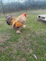 Brahma Haan, Dieren en Toebehoren, Pluimvee, Mannelijk, Kip