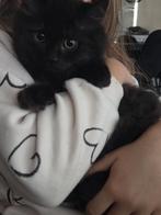 Britse Kittens, Dieren en Toebehoren, Katten en Kittens | Raskatten | Langhaar, Meerdere dieren