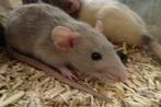 Tamme ratjes., Dieren en Toebehoren, Knaagdieren, Rat, Meerdere dieren, Tam, September