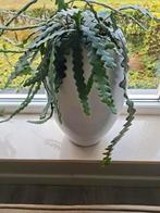 Zgan witte bloempot van Intratuin inclusief.plant, Ophalen, Zo goed als nieuw, Wit, Minder dan 50 cm