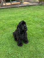 Dekreu gezocht voor mooie cocker spaniël, Dieren en Toebehoren, Honden | Retrievers, Spaniëls en Waterhonden, Rabiës (hondsdolheid)
