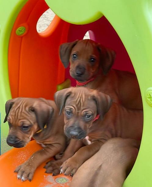 Rhodesian Ridgeback pups met FCI Stamboom, Dieren en Toebehoren, Honden | Beagles, Bassets en Lopende honden, Meerdere dieren