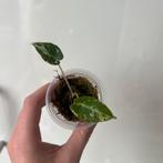 Alocasia blacl velvet variegate, Ophalen of Verzenden