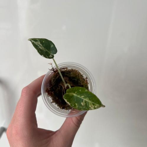Alocasia blacl velvet variegate, Huis en Inrichting, Kamerplanten, Ophalen of Verzenden