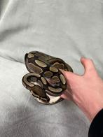 Ball python, Dieren en Toebehoren, Reptielen en Amfibieën, Slang, Tam, 0 tot 2 jaar