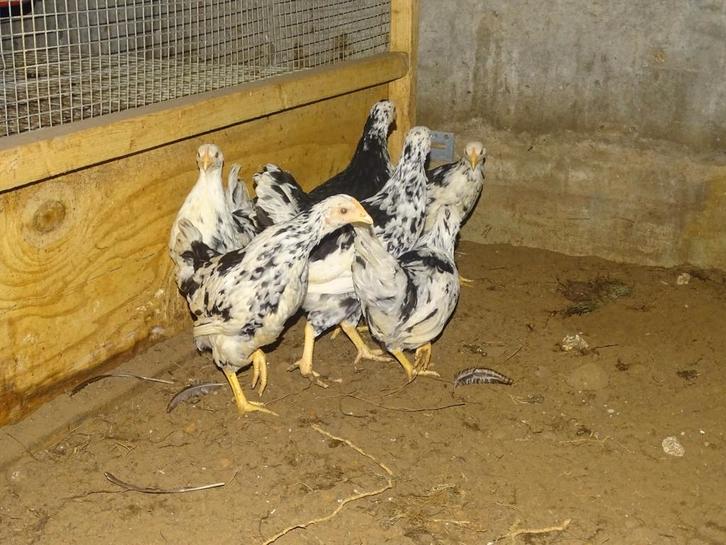 Pita pinta hennen, Dieren en Toebehoren, Pluimvee, Kip, Vrouwelijk