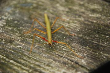 Indische wandelende takken