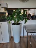 Monstera Deliciosa/ gaten plant inclusief bloempot, Huis en Inrichting, Kamerplanten, Overige soorten, Minder dan 100 cm, Ophalen of Verzenden