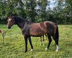 Drachtige 7 jarige merrie., Dieren en Toebehoren, Paarden, Merrie, 7 tot 10 jaar, Gechipt, Recreatiepaard