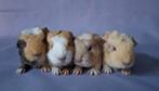 Vier jonge Ch teddy beertjes - choco + beige driekleur, Dieren en Toebehoren, Knaagdieren, Cavia, Mannelijk, Tam, September