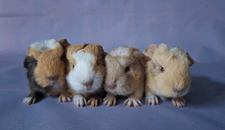 Vier jonge Ch teddy beertjes - choco + beige driekleur, Dieren en Toebehoren, Knaagdieren, Mannelijk, Cavia, September, Tam