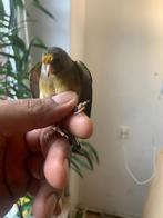 Bastaard parva putter, Dieren en Toebehoren, Wildzangvogel