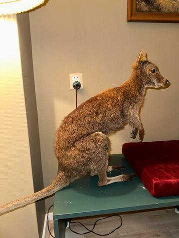 Opgezette walibi (kleine kangoeroe) taxidermie beschikbaar voor biedingen