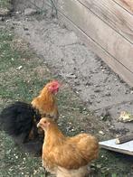 Cochin kriel haan gratis afhalen., Dieren en Toebehoren, Mannelijk, Kip