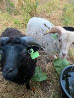 Witte quessant ram, Dieren en Toebehoren, Mannelijk, Schaap