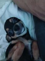 Chihuahua puppy’s met volllel liefde en knuffels !, Dieren en Toebehoren, Honden | Chihuahua's en Gezelschapshonden, Rabiës (hondsdolheid)