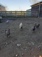 Haan, Mannelijk, Kip