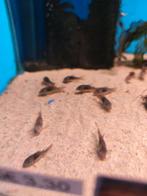 Corydoras eques desgewenst bezorgd aan huis, Vis