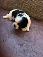 3/4 Shih Tzu 1/4 Maltezer, Overige rassen, CDV (hondenziekte), 8 tot 15 weken, Meerdere