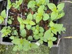 15 stuks Dropplant - Black adder, Zomer, Vaste plant, Overige soorten, Ophalen